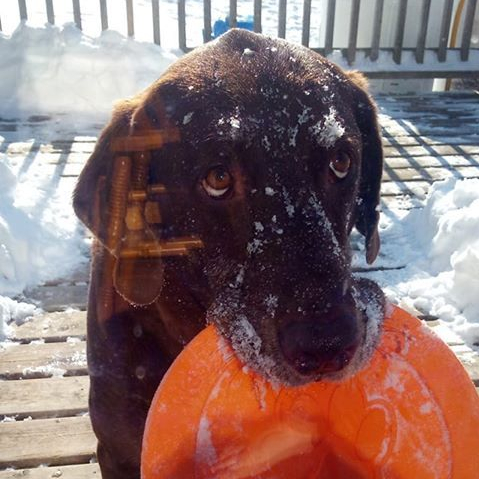 Picture of Dexter Hamilton