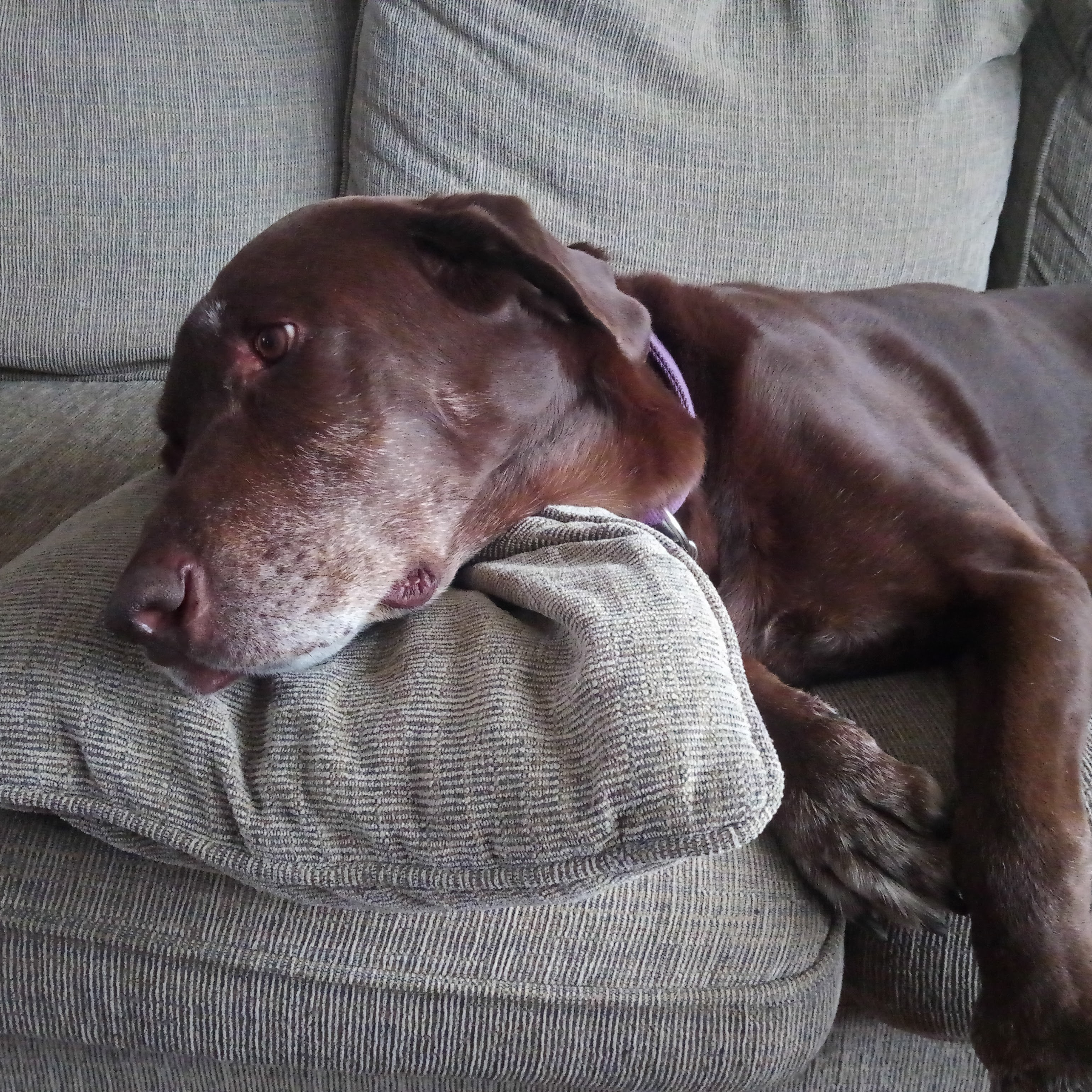 Our chocolate lab laying on the couch with a pillow under this head.