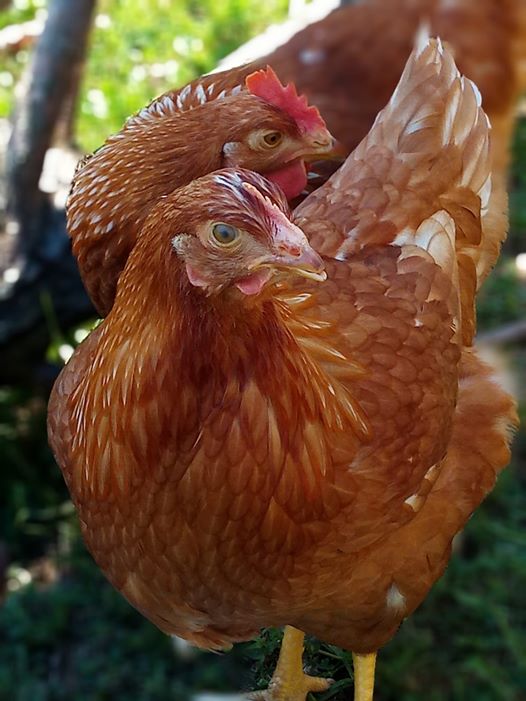 Two full grown Red Sex Link chickens