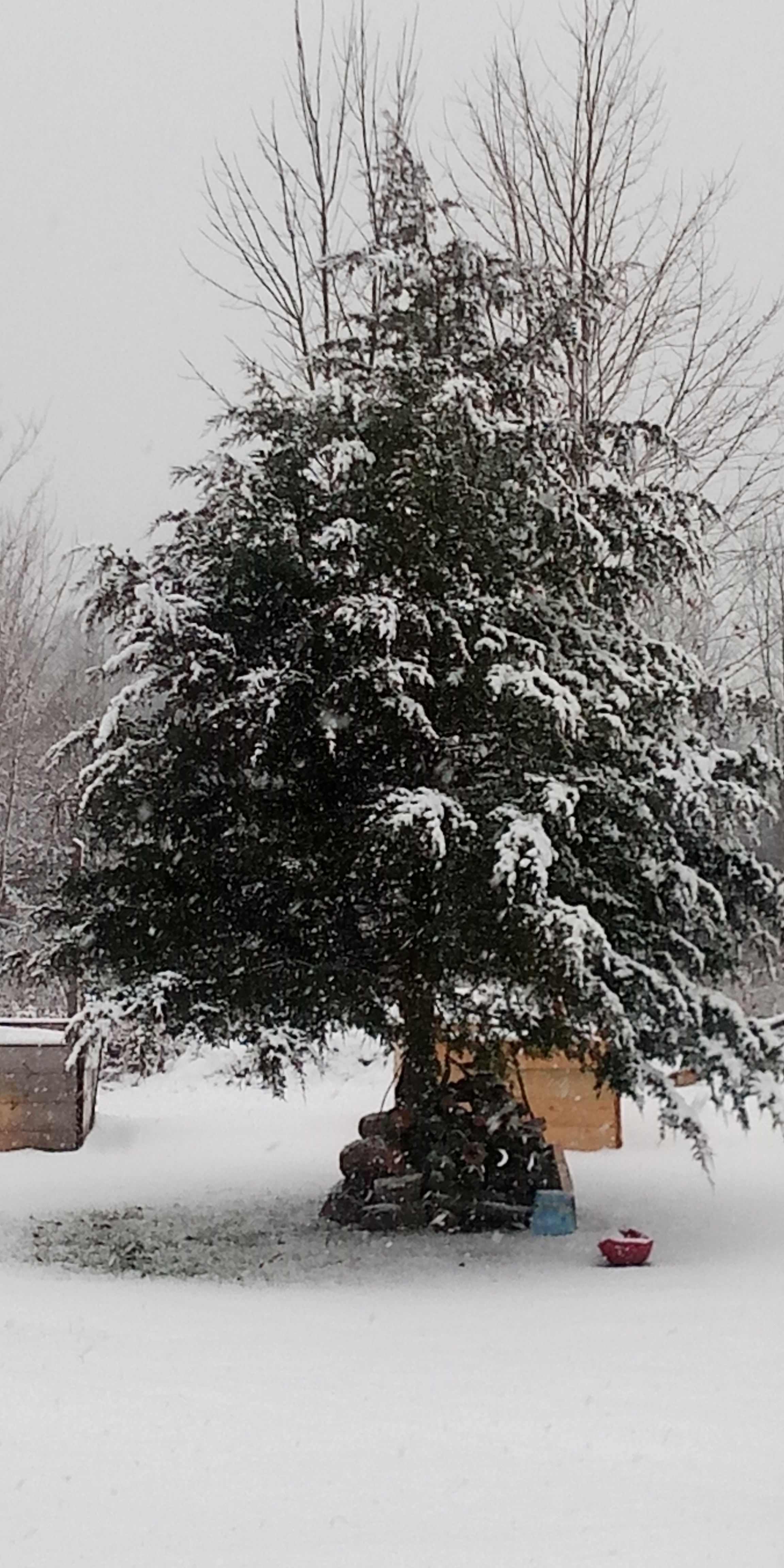 Outdoor Christmas Tree