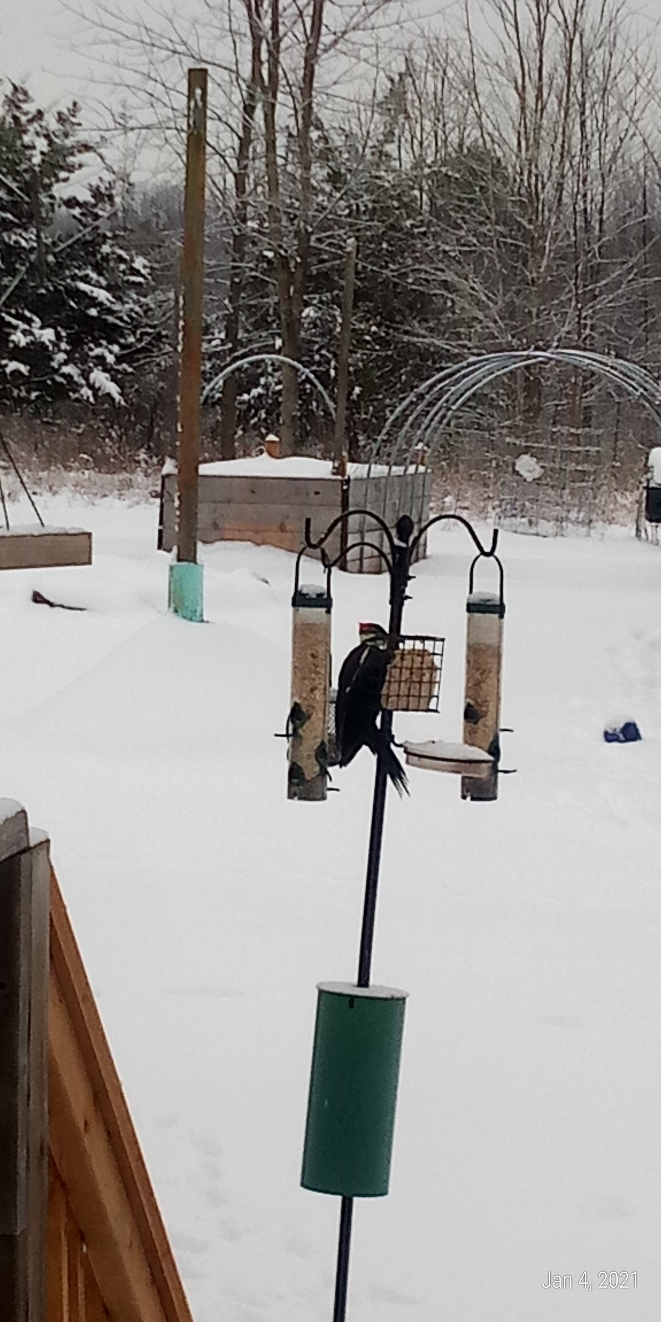 Winter bird feeders