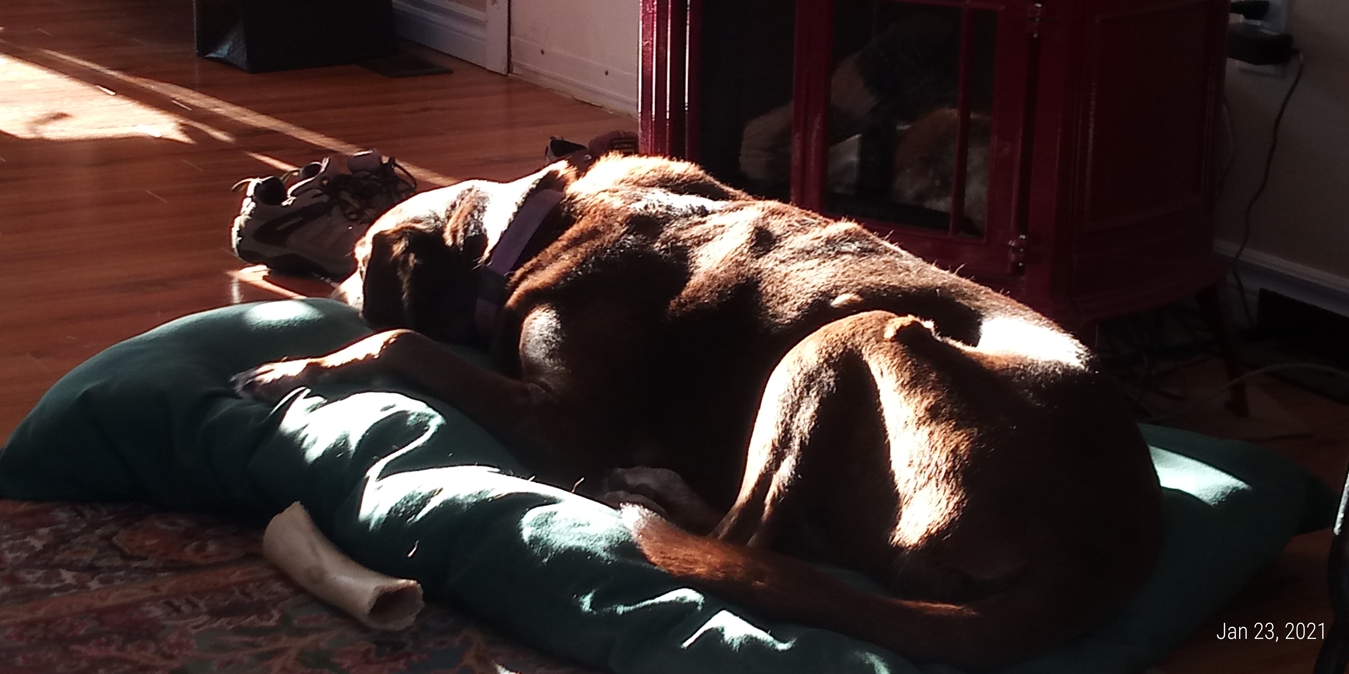 lazy dog in the sun