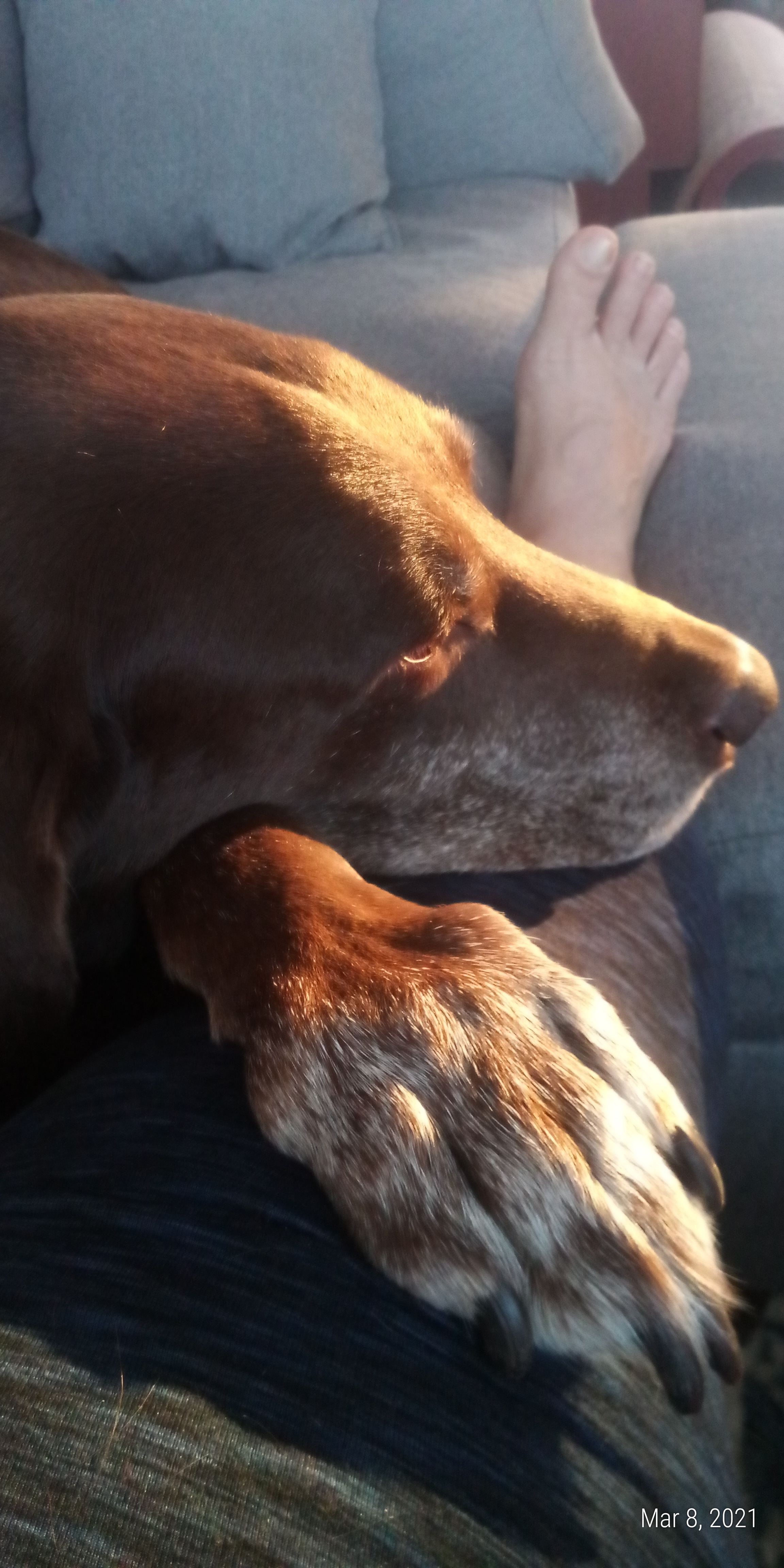 Sleepy dog in the sun