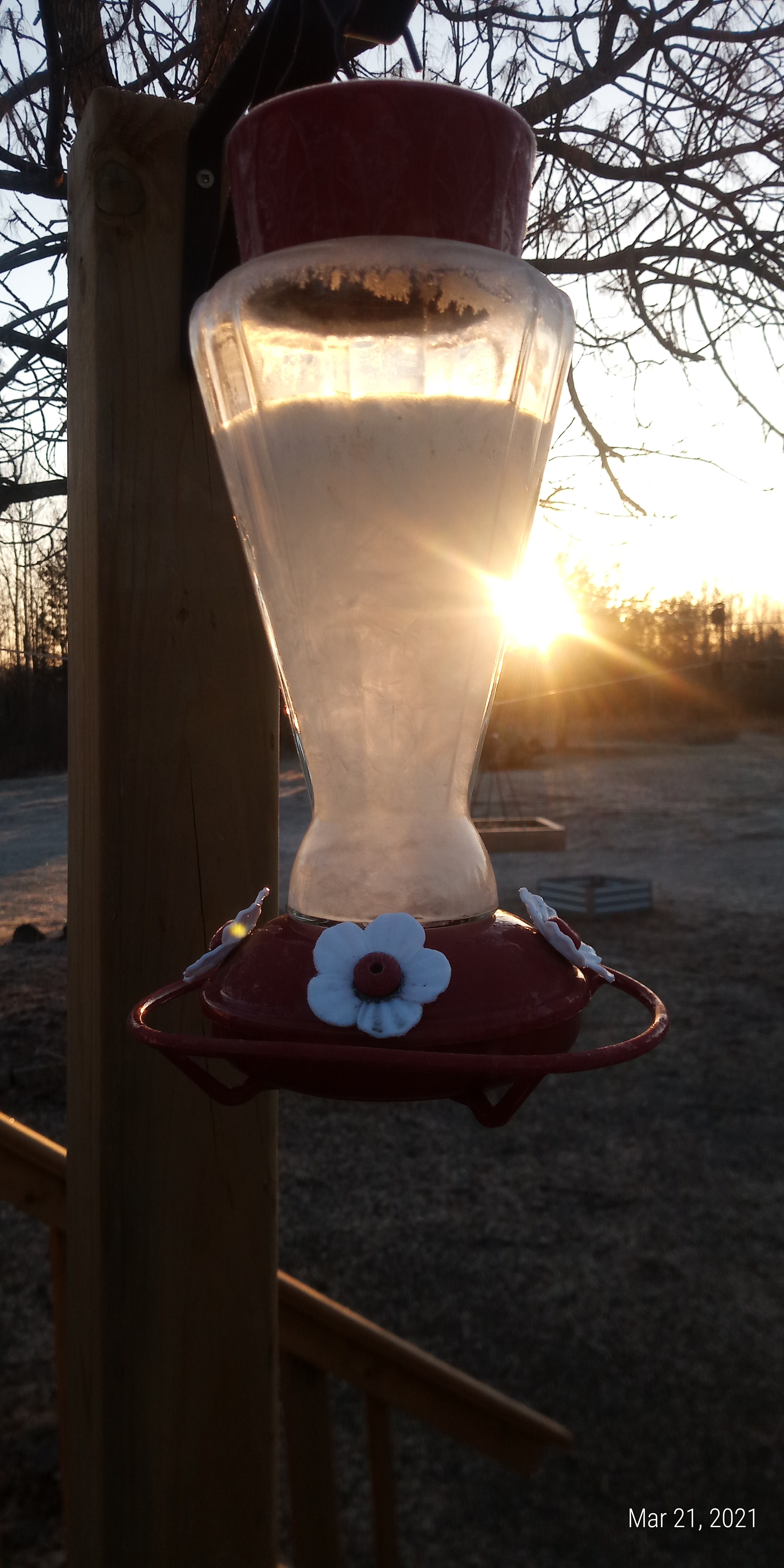 Frozen hummingbird feeder