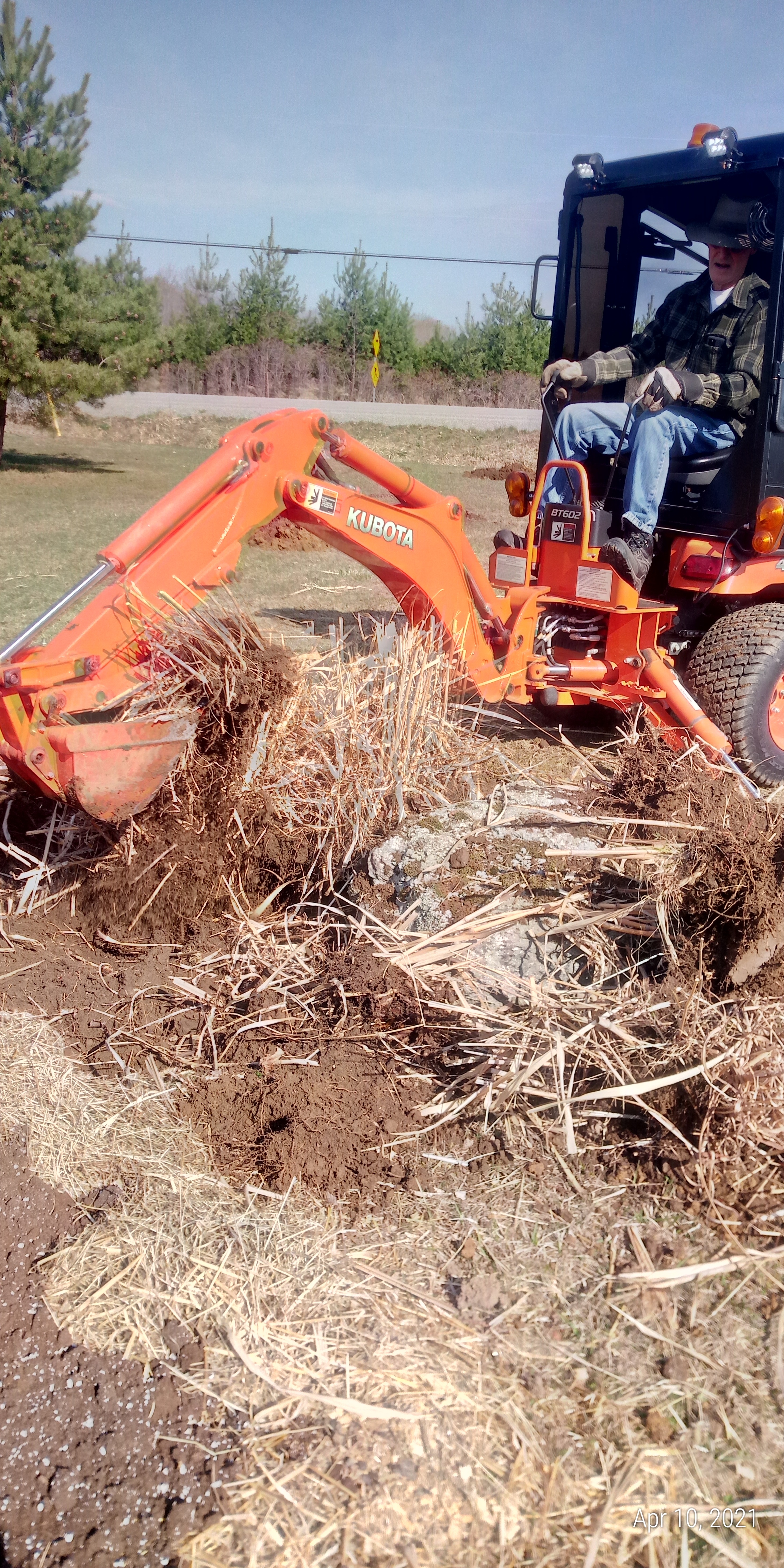 Digging out the Pampas grass