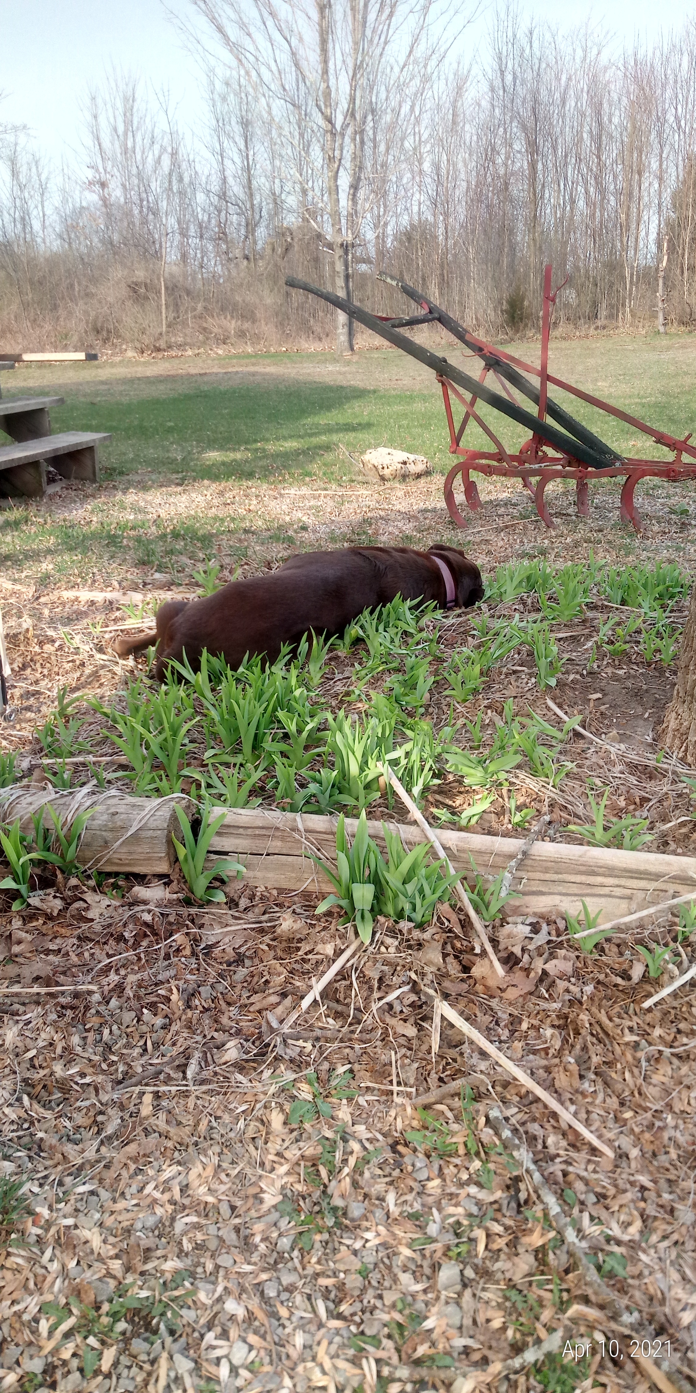 Lazy dog in the flower bed