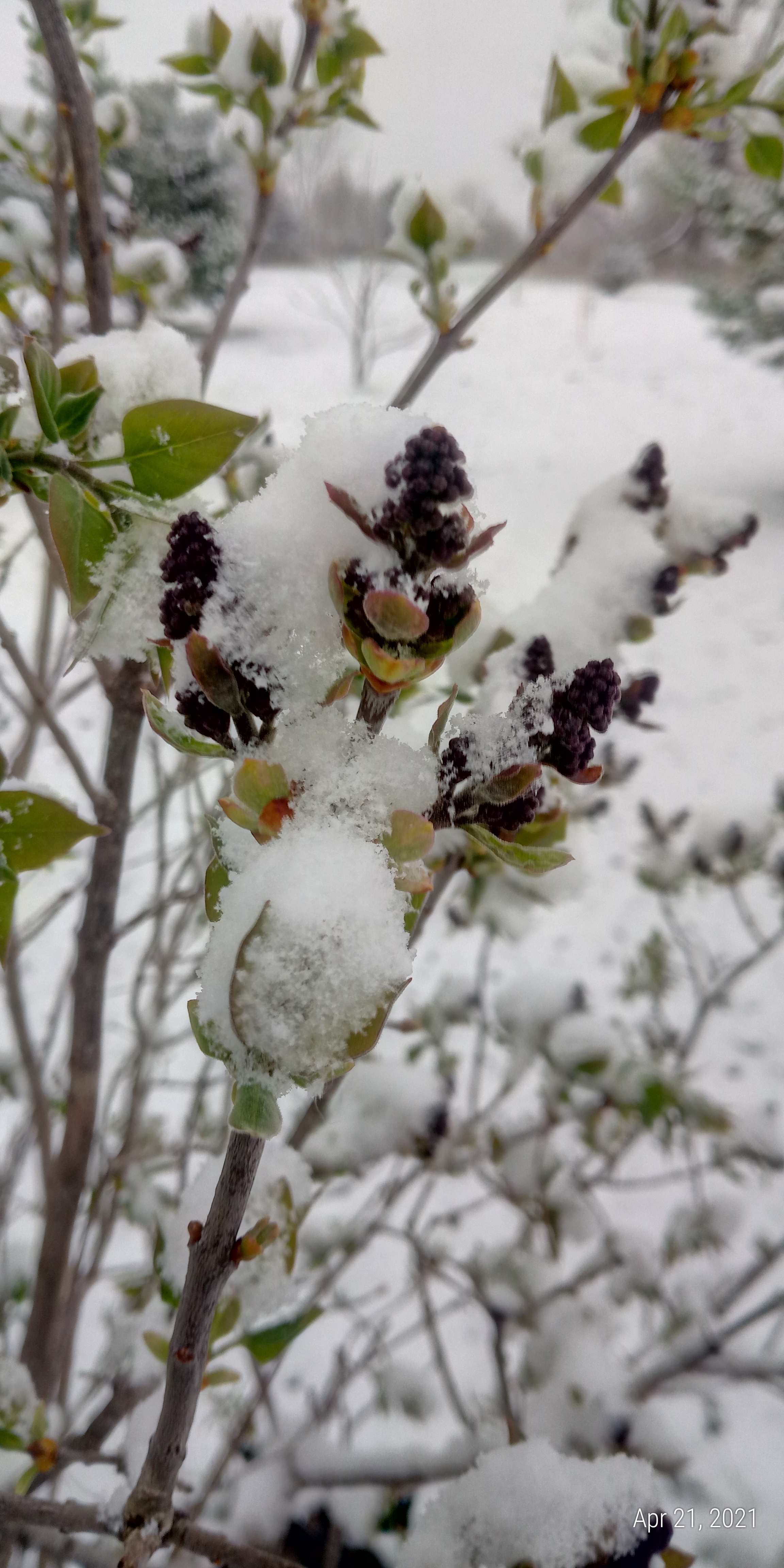 Lilac flowers in the snow