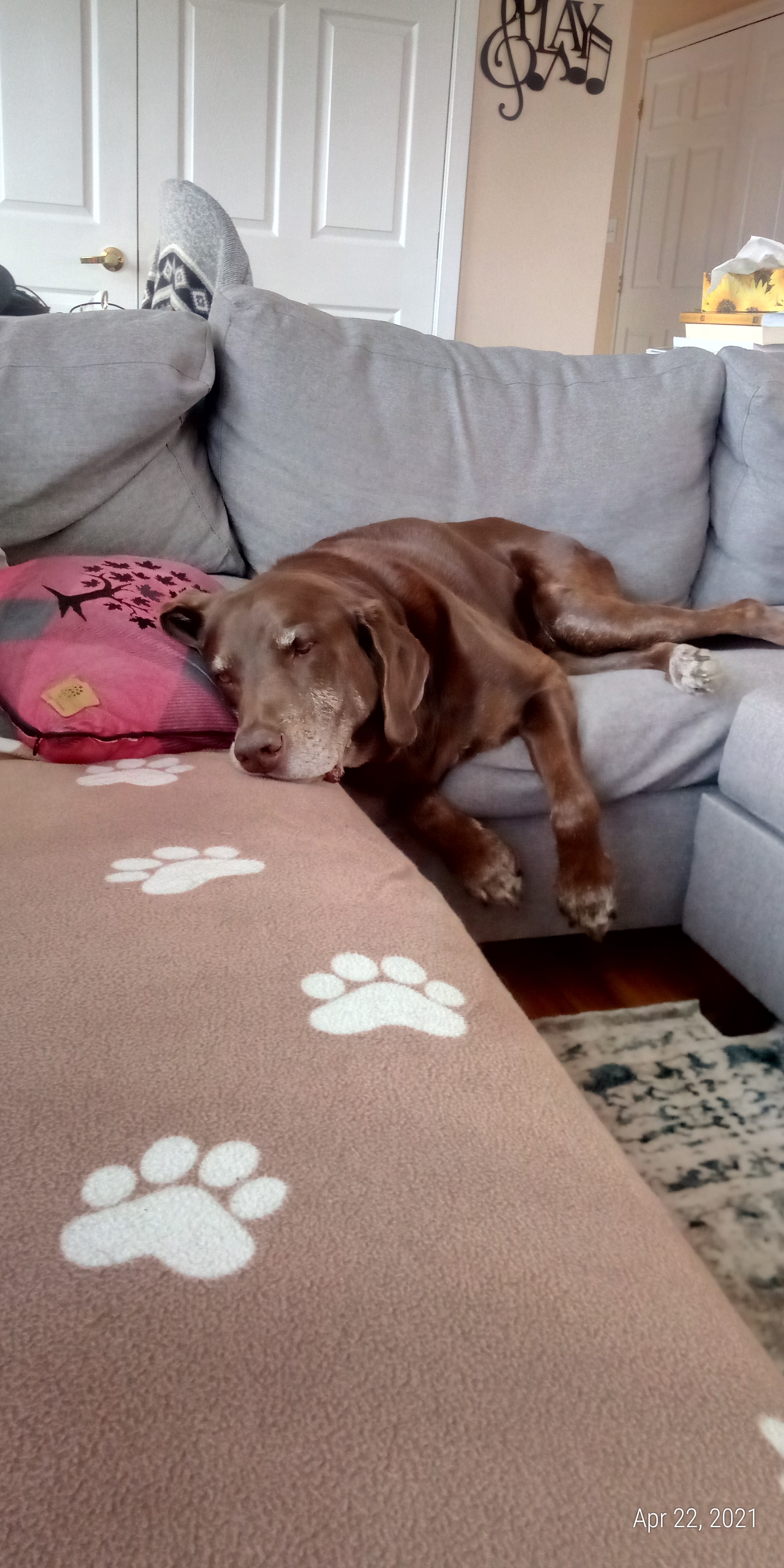 Lazy dog on the couch